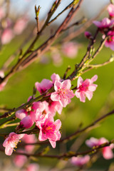 Fototapeta na wymiar beautiful spring flowers pink cherry blossoms in garden outdor, green background