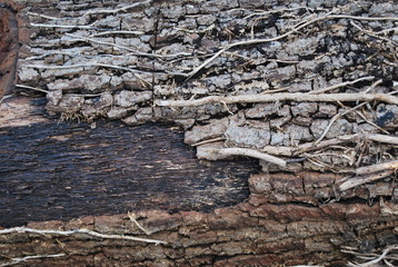 Rustic Wood Close-Up