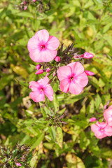 Fototapeta premium Różowe piękne kwiaty w ogrodzie latem przy słonecznej pogodzie