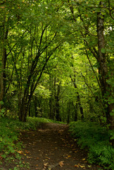 Fototapeta na wymiar Road in deciduous forest at summer.