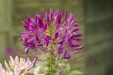 Colorful flowers in garden