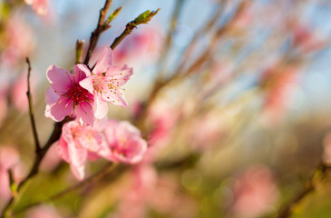 beautiful spring flowers, pink cherry blossoms in garden outdor, blue sky, green background