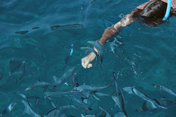Fische füttern im Meer