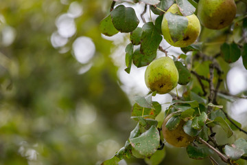 Reife Birnen auf Birnbaum, Herbst 