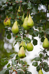 Reife Birnen auf Birnbaum, Herbst 