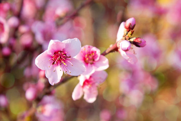 Fototapeta na wymiar beautiful spring flowers pink cherry blossoms in sunny garden outdor, green background