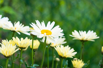 Fototapeta premium Daisies blossoming on meadow towards sun