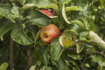apple orchard, ripe fruits hanging on branch