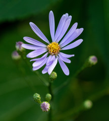 Obraz premium Beautiful Purple-stemed Aster