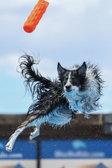 Border collie twisting in mid air trying to catch a toy dock diving