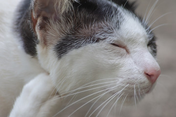 Black and White Thai cat.