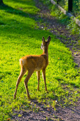 Young roe on the grass