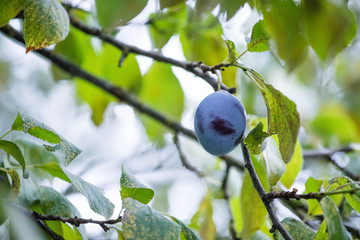 Reife Zwetschge auf Apfelbaum, Herbst 