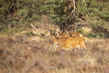 Deer, Red Deer