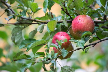 Reife Äpfel auf Apfelbaum, Herbst 