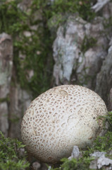 Common earthball mushroom
