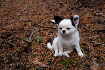 Chihuahua puppy outdoors