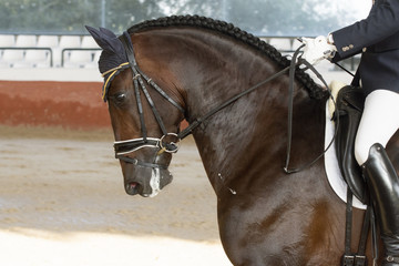 Caballo español (PRE) en una competición de caballos jovenes