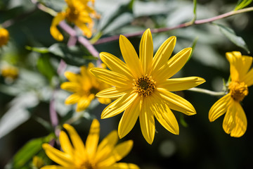 yellow Jerusalem artichoke flowers