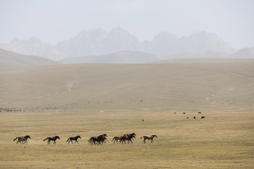 Fototapeta na wymiar A herd of horses gallops across the steppe at Song Kul Lake in Kyrgyzstan