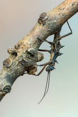 Fototapeta premium stick insect - Epidares nolimetangere