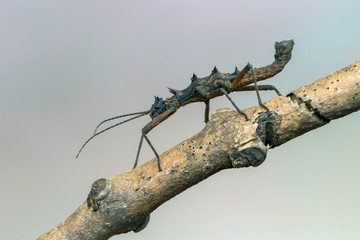stick insect - Epidares nolimetangere