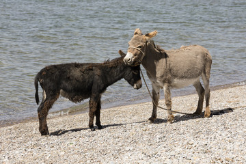 Fototapeta premium A gray and a black donkey make friends on the bank of Song Kul lake in Kyrgyzstan