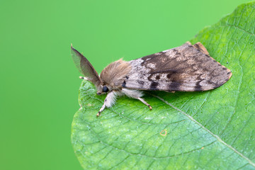 Gypsy Moth - Lymantria dispar