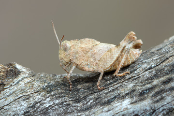 The blue-winged grasshopper - Oedipoda caerulescens
