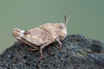 The blue-winged grasshopper - Oedipoda caerulescens
