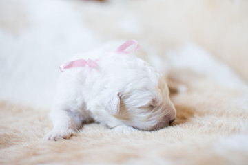 Portrait of one week old maremma puppy sleeping on the cow's fur. Sweet white pup looks like a bear