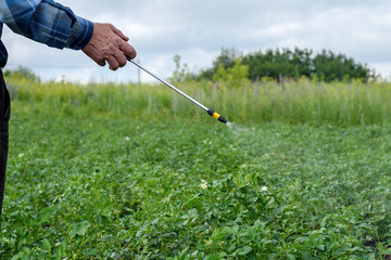 Adult male treats pesticides from Colorado beetles young green potato bushes