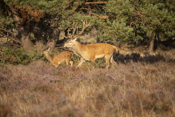 Deer, Red Deer