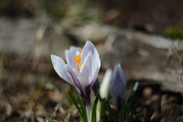 Fototapeta premium Magic crocus