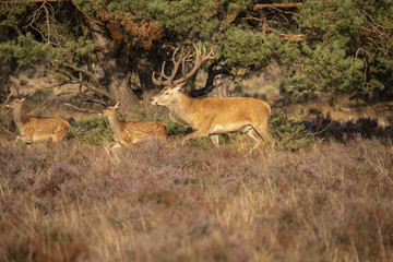 Deer, Red Deer