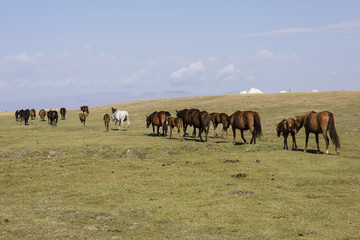 A herd of horses runs through the steppe at Song Kul Lake in Kyrgyzstan