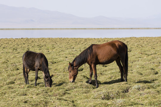Two horses are grazing in the steppe at Song Kul Lake in Kyrgyzstan