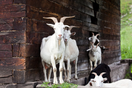 Goats on the background of a wooden building