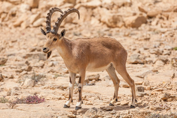 Nice view of Nubian ibex goat