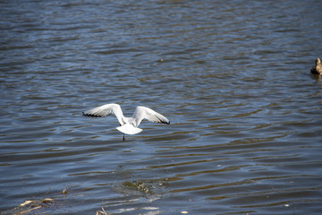 Tern