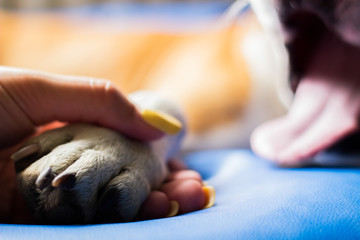 Woman gently caresses her dog © sanjagrujic