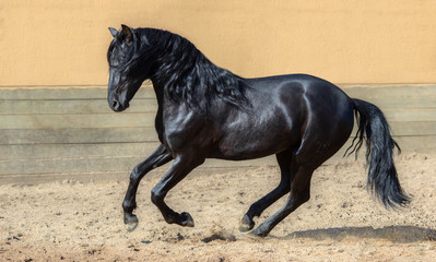 Black Spanish horse galloping in paddock.