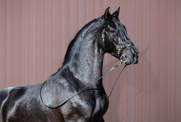 Naklejka premium Portret czarny Hiszpański koń.