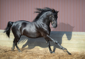 Beautiful black Andalusian horse running in paddock.