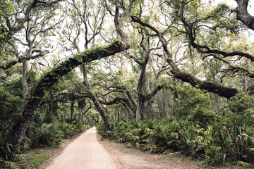 Fototapeta premium Forest with trees full of Spanish Moss in Georgia USA southstates
