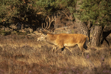 Deer, Red Deer