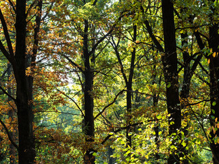 trees in forest in sunny day in autumn