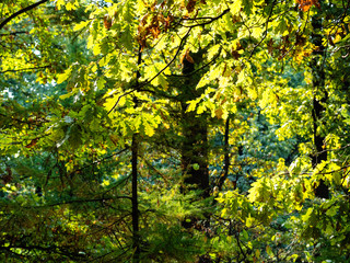 Obraz premium oak branch illuminated by sun and larch in forest
