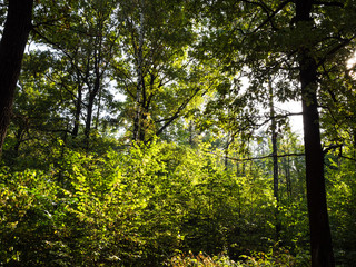 Fototapeta premium dense undergrowth in forest in autumn