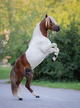 Full body portrait of skewbald Miniature Horse.